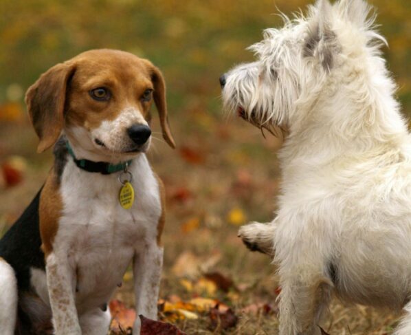 Design sem nome 2025 11 08T181455.103