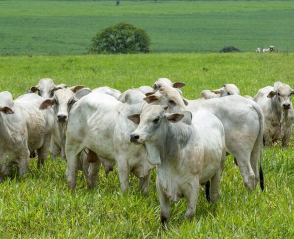Febre Aftosa: MT está fora da 1ª etapa e não precisa aplicar vacina em rebanho