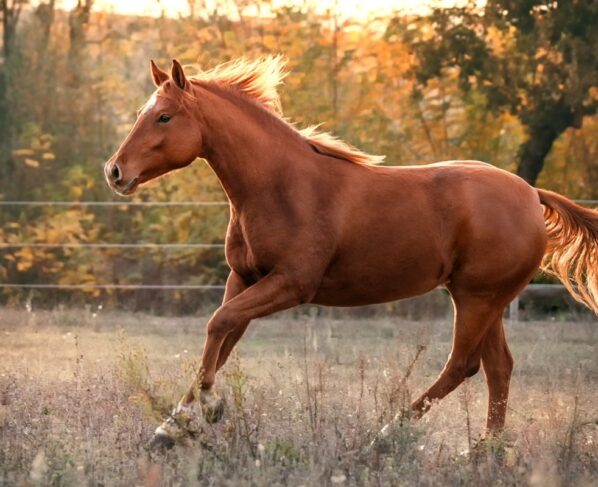Um cabo de alta tensão se rompeu e caiu dentro de um haras na estrada Silvana, na zona rural de Sinop (MT), provocando a morte de duas éguas da raça quarto de milha que estavam pastando no local. Segundo a proprietária da propriedade, o problema na rede elétrica já havia sido alvo de reclamações anteriores.
